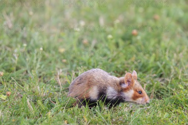 A European hamster (Cricetus cricetus) forages for food on green grass. Vienna, Austria