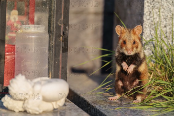 A European hamster (Cricetus cricetus) stands on a grave in the evening sun, searching for food. Vienna, Austria
