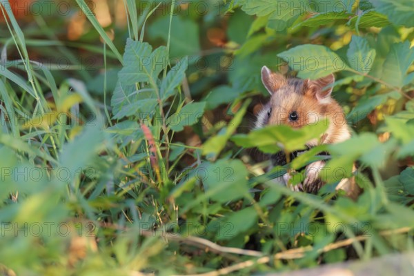 A European hamster (Cricetus cricetus) sits well hidden by leaves on a decorated grave in its search for food . Vienna, Austria