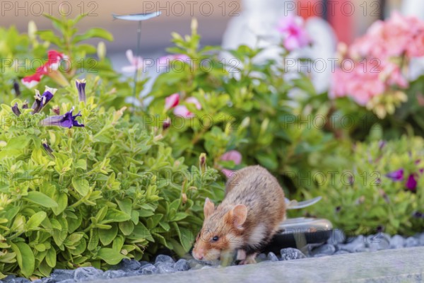 A European hamster (Cricetus cricetus) searches for food on a decorated grave and eats the petals of flowers. Vienna, Austria