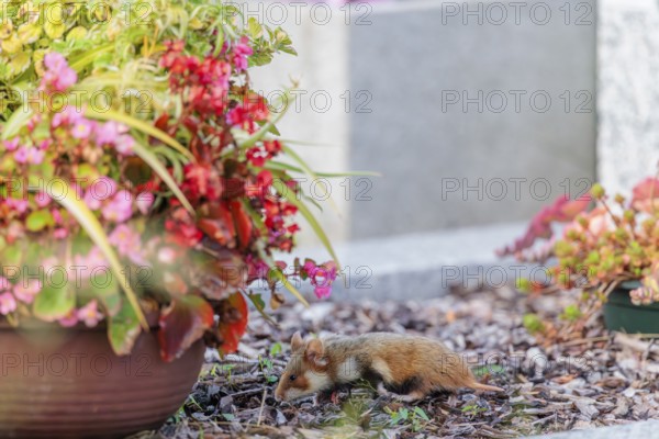 A European hamster (Cricetus cricetus) runs across graves in search for food. Vienna, Austria