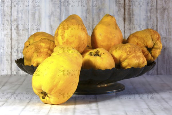 Picturesque still life with quinces, autumn, Germany