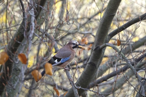 Eurasian Jay (Garrulus glandarius) with nut on a tree, autumn, Germany