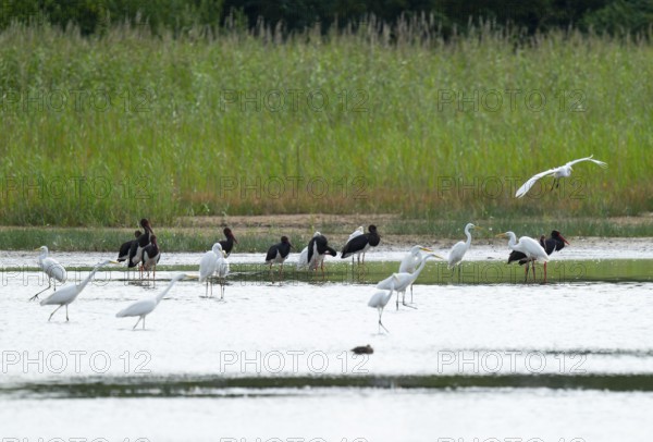 Black storks (Ciconia nigra) and great egret (Ardea alba) in the shallow water zone of a pond, Lower Saxony, Germany