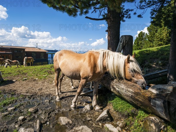 Free-grazing horses on an alpine pasture near the Acherkogel in the Stubai Alps in Hochoetz, Ötz, Ötztal, Tyrol, Austria