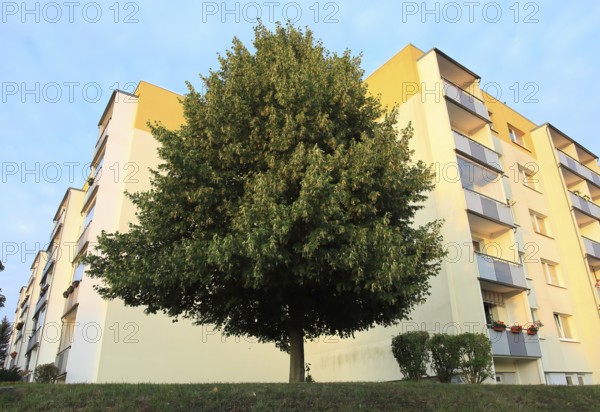 Urban greening, blooming linden tree in front of rental apartments of the Weimar housing cooperative, prefabricated building, balconies, renovated, living space, Mecklenburg-Western Pomerania, Germany