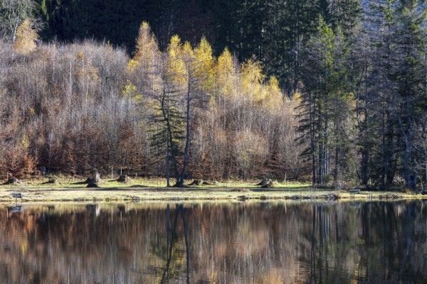 Late autumn, water reflection in moor pond, autumn, near Oberstdorf, Oberallgäu, Allgäu, Bavaria, Germany