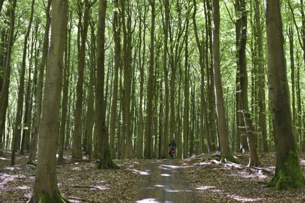 Female cyclist in the beech forest of Jasmund National Park on Rügen, Mecklenburg-Western Pomerania, Germany