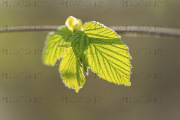 Common hazel (Corylus avellana), young leaves, fresh leaf shoots, Lower Saxony, Germany