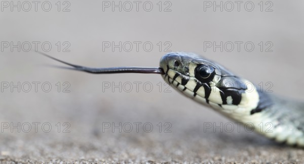 Grass snake (Natrix natrix), portrait, tonguing, forked tongue, Lower Saxony, Germany