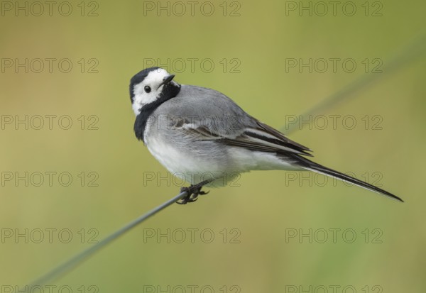 Wagtail (Motacilla alba) standing on a wire fence, Lower Saxony, Germany