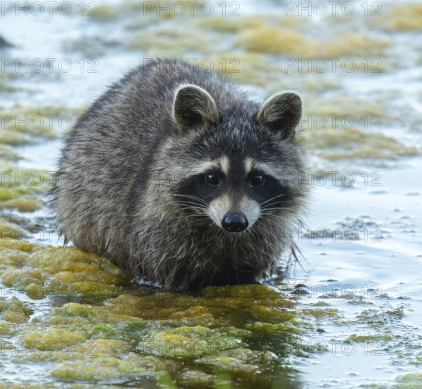 Raccoon (Procyon lotor), looking for food in the shallow water zone of a lake, Lower Saxony, Germany
