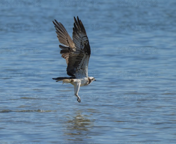 Osprey (Pandion haliaetus) flies over a blue water surface of a lake while hunting fish, Lower Saxony, Germany
