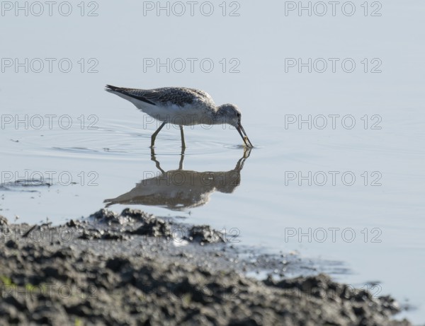 Green thighs (Tringa nebularia) looking for food in the shallow water zone of a body of water, wetland, Lower Saxony, Germany