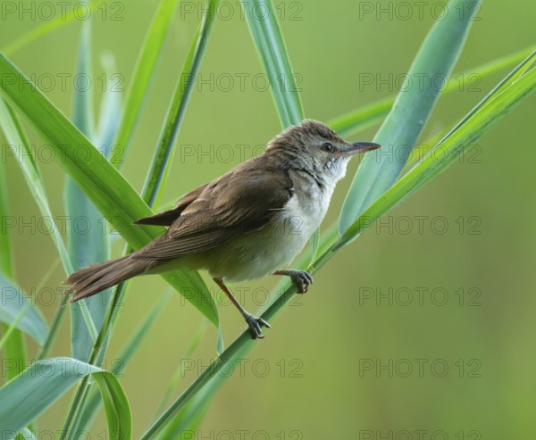 Thrush warbler (Acrocephalus arundinaceus) on a reed, reed (Phragmites australis), Lower Saxony, Germany