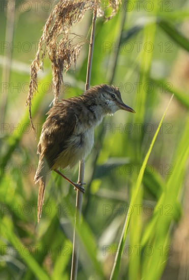 Thrush warbler (Acrocephalus arundinaceus) on a reed, reed (Phragmites australis), Lower Saxony, Germany