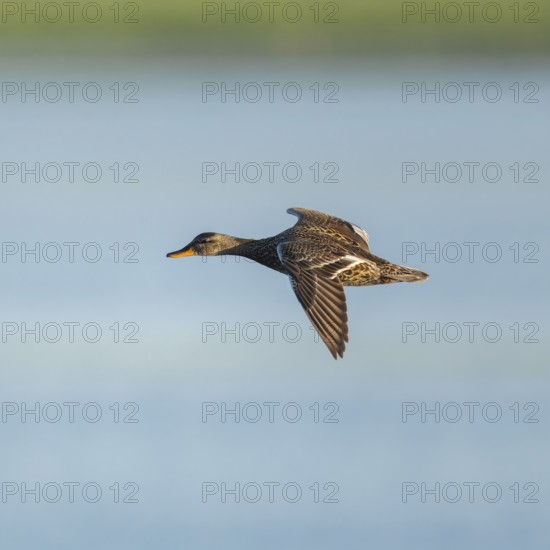 Schnatter duck (Mareca strepera), female flying across a lake, Lower Saxony, Germany