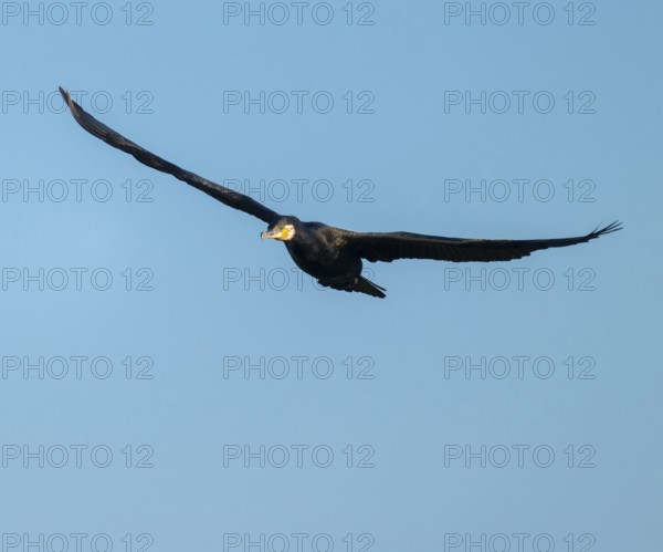 Cormorant (Phalacrocorax carbo) in flight, blue sky, Lower Saxony, Germany