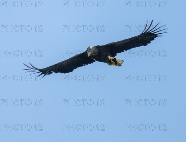 White-tailed eagle (Haliaeetus albicilla) in flight looking for food, blue sky, Lower Saxony, Germany