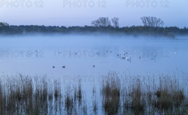 Lake and birds on water in front of sunrise, clouds of fog, Lower Saxony, Germany