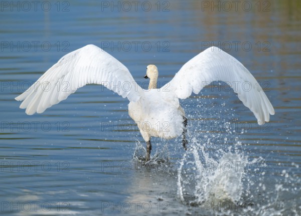 Humped swan (Cygnus olor) takes off from a lake, blue water, Lower Saxony, Germany