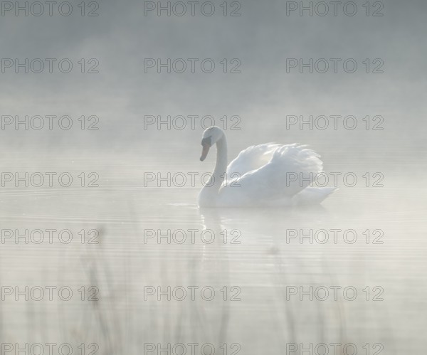 Silted swan (Cygnus olor) swims in impressive position on a lake, fog, Lower Saxony, Germany