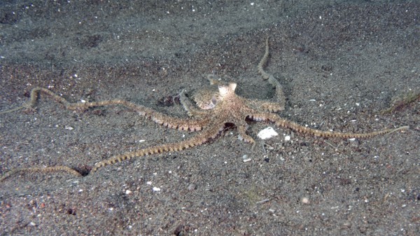 A marbled octopus (Amphioctopus aegina) spreads on sandy seabed. Puri Jati Dive Site, Umeanyar, Bali, Indonesia