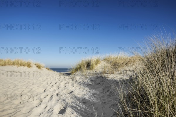 Trail in the dunes and blue sky in winter, Spiekeroog, East Frisian Islands, Lower Saxony, Germany