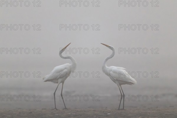 Great Egret, (Egretta alba) Warring Great Egret in the Mist, Lusatia, Saxony, Germany