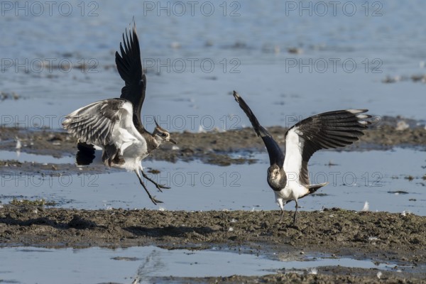 Lapwing (Vanellus vanellus), two lapwings attack each other in flight in the shallow water zone of a body of water, Lower Saxony, Germany