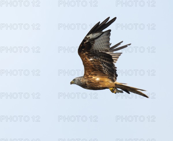 Red kite (Milvus milvus) flying with prey fish in catches, Lower Saxony, Germany