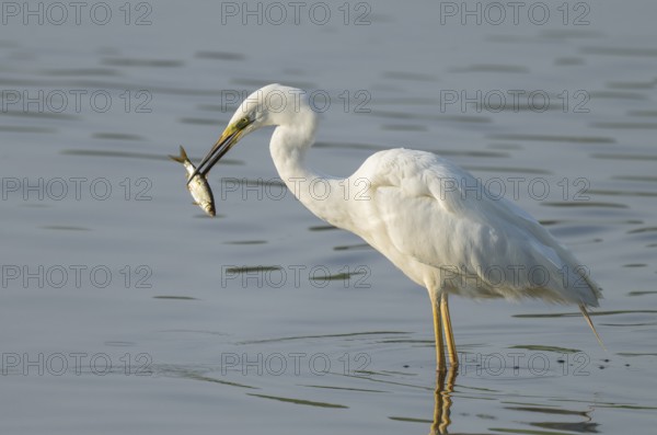 Great egret (Ardea alba) stands in the shallow water zone of a wetland with a fish in its beak, Lower Saxony, Germany