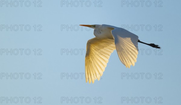 Great egret (Ardea alba) in flight, in warm orange morning light, blue sky, Lower Saxony, Germany