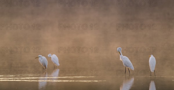 Great egrets (Ardea alba) stand in warm orange morning light in the shallow water zone of a lake during plumage, clouds of fog over the water, Lower Saxony, Germany