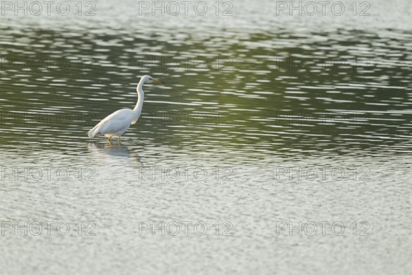 Great egret (Ardea alba) stands in the shallow water zone of a lake, Lower Saxony, Germany
