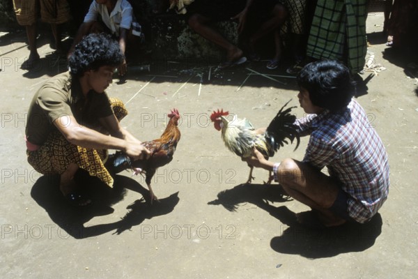 The roosters have sharp blades tied to their feet, ritual cockfighting, entertainment, gambling, customs during a temple festival, Bali, Indonesia