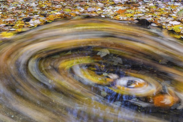 Ahron leaves in herb color turn in brook strudel (Acer) horse chestnut family (Hippocastanoideae), autumn, Donntal, Gutenberg, Swabian Jura, Baden-Württemberg, Germany