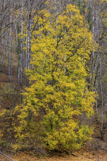 Ahron tree (Acer) in herb color, horse chestnut family (Hippocastanoideae), autumn, Donntal, Gutenberg, Swabian Jura, Baden-Württemberg, Germany