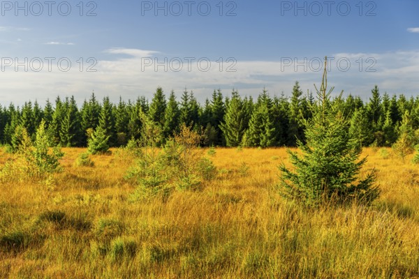 Barren landscapeof raised bog, National park of High Venn-Eifel, Wallonia, East Belgium