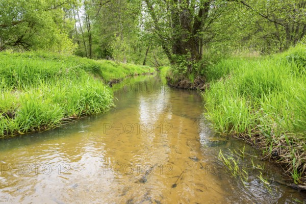 Lanscape of a little stream flowing through the forest in spring on a rainy day, Bavaria, Germany