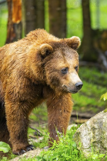 Eurasian brown bear (Ursus arctos arctos) in a forest, Austria