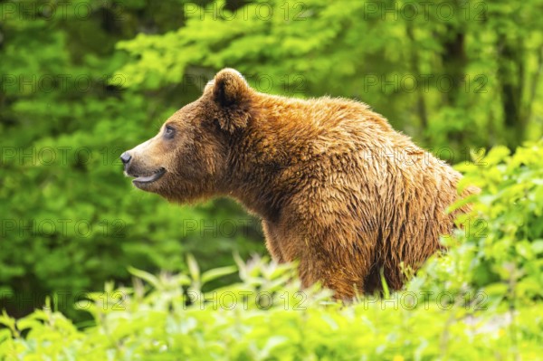 Eurasian brown bear (Ursus arctos arctos) in a forest, Austria