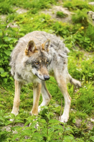 Eurasian wolf (Canis lupus lupus) in a forest, Austria