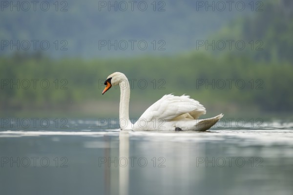 Mute swan (Cygnus olor) swimming on a lake, Austria