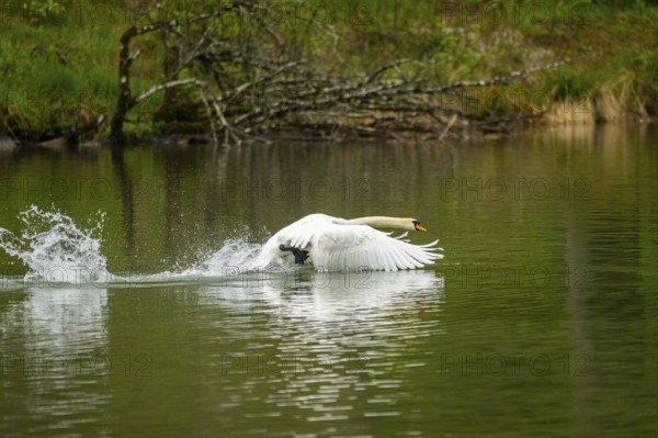 Mute swan (Cygnus olor) starts flying from a lake, Austria