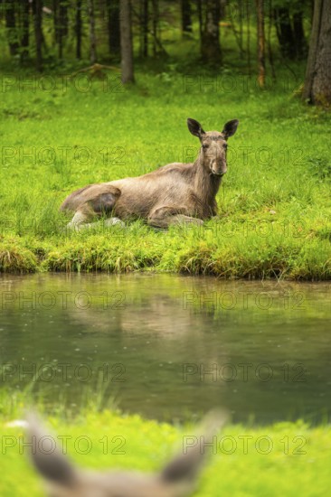 Eurasian elk (Alces alces) lying next to a little lake, Austria