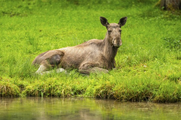 Eurasian elk (Alces alces) lying next to a little lake, Austria