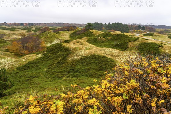 Dune sheep of Ostplate, in the east of the East Frisian island of Spiekeroog, autumn, brown dunes, Lower Saxony, Germany