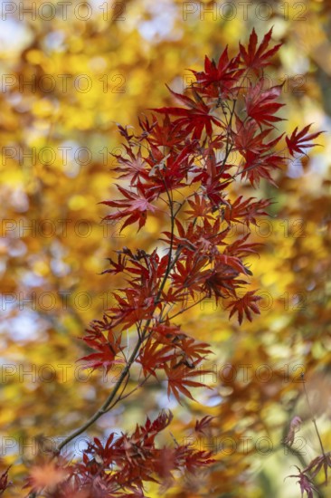 Japanese Japanese maple (Acer palmatum Trompenburg) in autumn leaves, Emsland, Lower Saxony, Germany