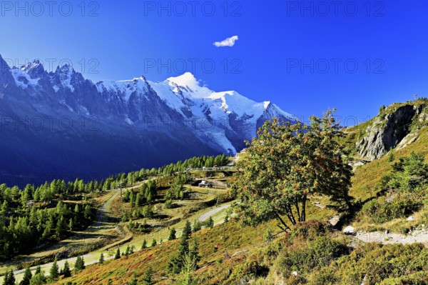 Mountain forest in an autumnal landscape with the snow-covered Mont Blanc massif in the background, Chamonix-Mont-Blanc, Haute-Savoie, France